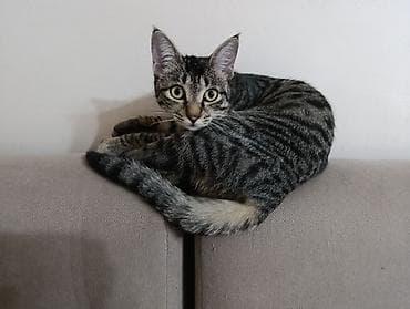 кот кошка: Кошка породы типа «русская голубая» (серо‑графитовая шёрстка — 6