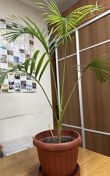 Комнатные растения: Продаю комнатные растения-крупномеры здоровые, ухоженные, полностью — 10