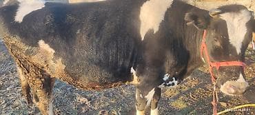 швиц тёлка: Продаю | Тёлка | Голштин | Привязанные — 5