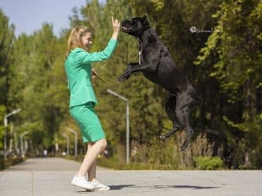 собака девочка: Вязка» КАНЕ КОРСО кандидат в чемпионы КР 2СAC,CACIB IKU KENNEL — 1