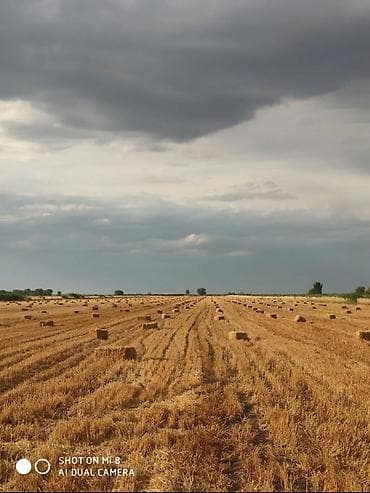 🌾 Срочно! Продам ячменную солому (Арпа) на поле Продается ячменная