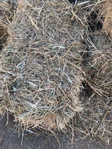 цена шотландских вислоухих котят: Сено в тюках (квадратные кипы). - Заготовка в стоге под крышей, сухое — 2