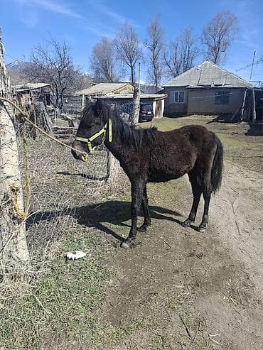 А\ч жаныбралары үчүн товарлар жана шаймандар: Сатам | Тай | Жумушка — 3