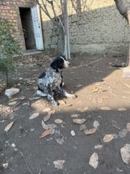 акустические системы triangle elara колонка в виде собак: Дратхаар, 3 месяца, Самец, С прививкой — 3