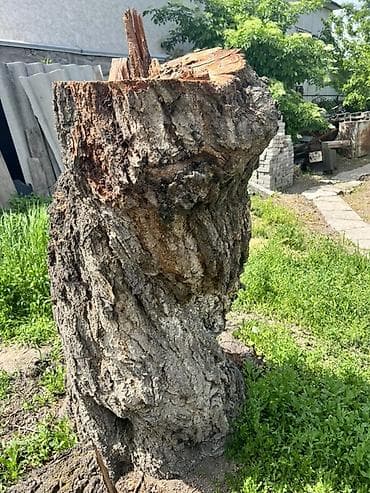 пенек купить: Срубили абрикос, дереву больше 40 лет 🌳 Древесина очень крепкая и — 5