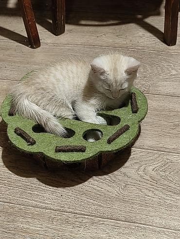 Скотиш Страйт (Шотландская прямоухая), 2 месяца, Девочка — 2