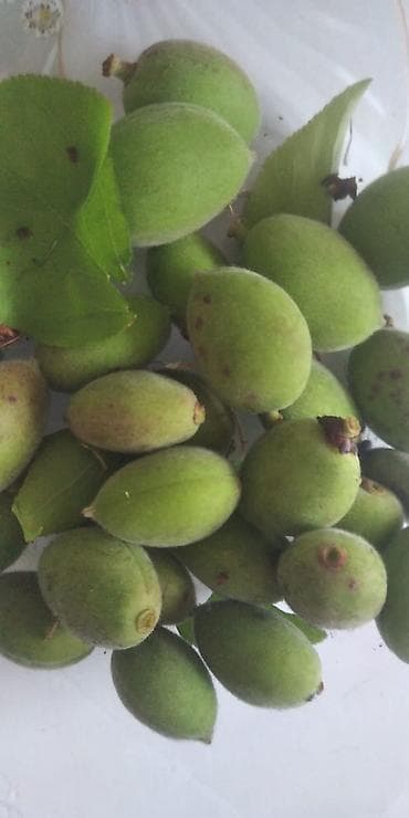 Коро свежий сочный первый плод