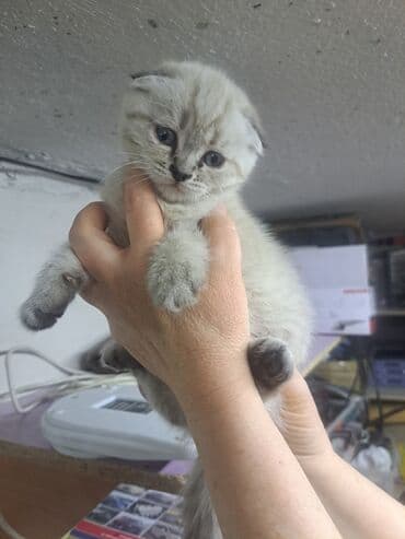 купить кошку вислоухий: Шотландские котята - Порода: шотландские (есть вислоухие и прямоухие — 2