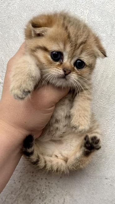 тай палтарашка: Продается котенок — 1