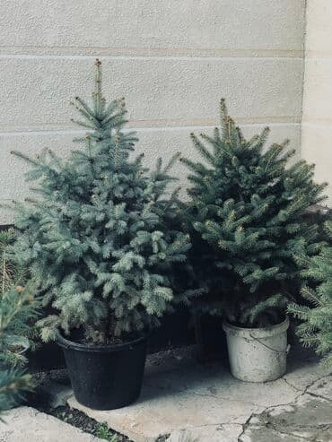 бишкек подарки для мужчин: Саженцы деревьев: Ели, Самовывоз, Платная доставка — 5
