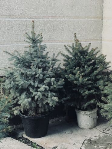 саженцы клен: Продаются елки🌿🌲 От 1м до 3,5м. С хорошим комом. Идеально подойдет для — 7