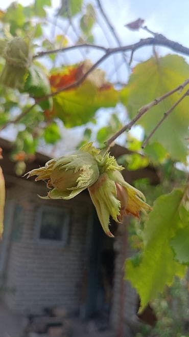 Каменные заборы: Кирпичные заборы, Покраска забора — 7