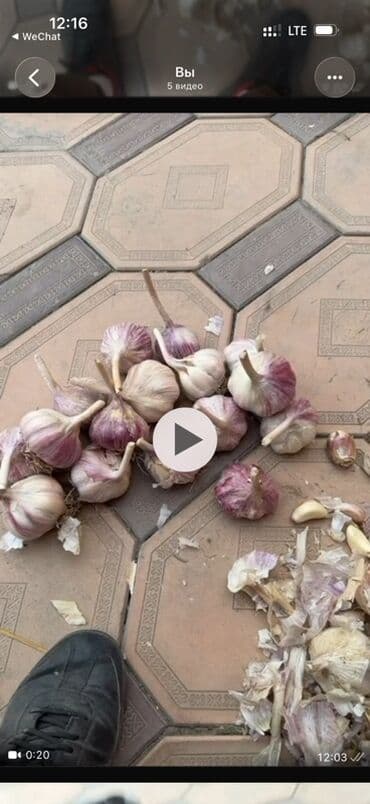 чеснок в большом количестве: Чеснок Оптом, Самовывоз, Бесплатная доставка, Платная доставка — 1