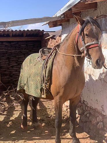 узи для животных цена: Продаю | Конь (самец) | Рабочий — 2