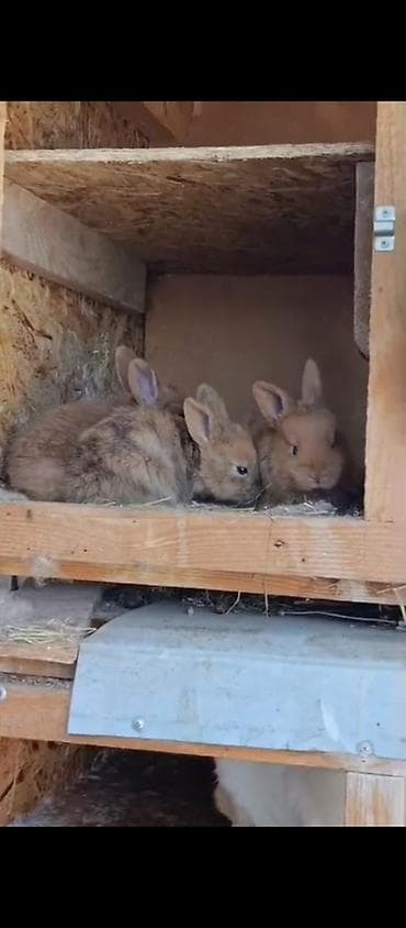 собака ягдтерьер цена: Продаю | Крольчата | Для разведения | Племенные — 3