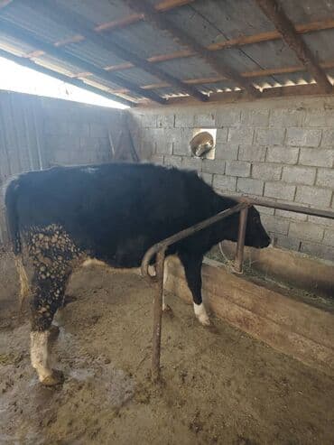 декларативный кролик: Продаю | Бык (самец) | На откорм | Привязанные — 2