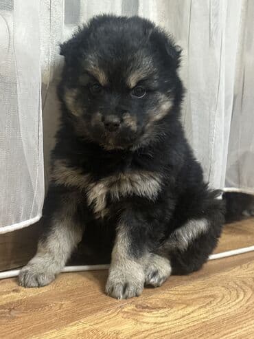 лайка шенок: Собака даром: 1 месяц, Самка, С прививкой — 3