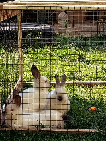 кролик калифорницы: Продаю | Крольчата | Декоративная | Для разведения — 2