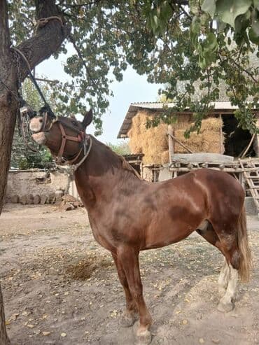 Продаю | Жеребец | Рабочий