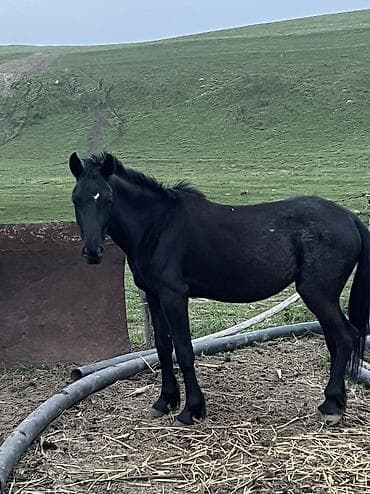 конь рабочий: Продаю | Кобыла (самка), Конь (самец), Жеребец | Полукровка | Для разведения — 5