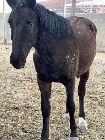 сколько стоит спаниель щенок: Продаю | Кобыла (самка) — 2