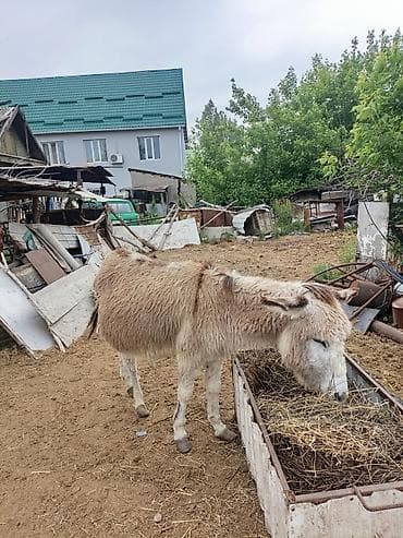 не пригодился: Ослы (молодняк и взрослые), домашнее разведение 6 штук Описание: - — 8