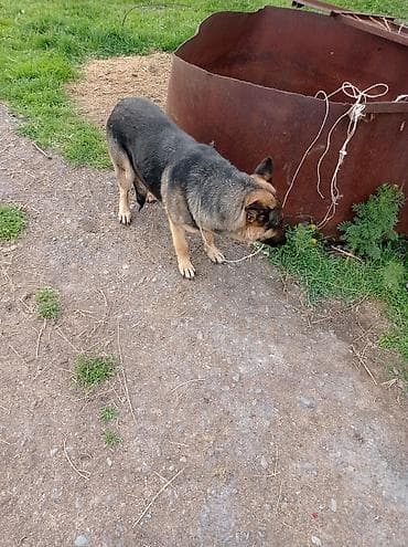 бельгийская кошка цена: Бельгийский Жана немецкий овчарка Экоотен мал айдайт. Бельгийский — 9