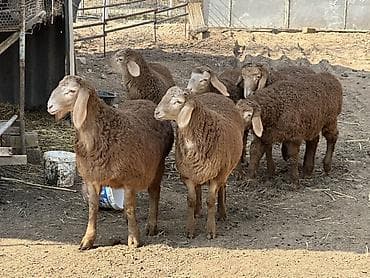 лекарство для животных: Продаю | Ягненок, Баран (самец) | Для разведения | Племенные, Осеменитель — 2