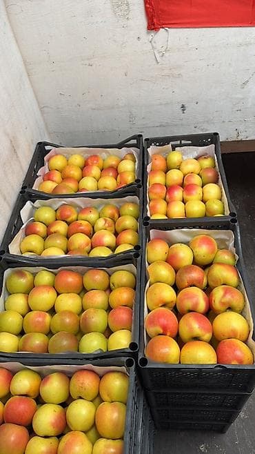 союшка кой: Яблоки Оптом — 2