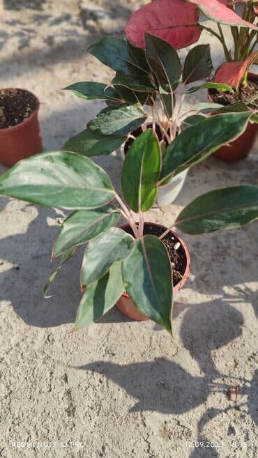 растения для аквариума: Аглаонемы декоративные в горшках — коллекция сортов с яркой — 7