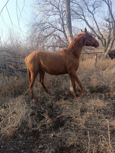 собака той терьер: Продаю | Жеребец | Дончак | Конный спорт | Племенные — 1