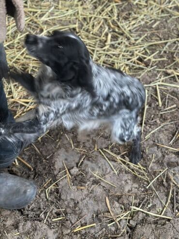 хомяк домашний купить: Спаниель, 1 год, Самка — 3