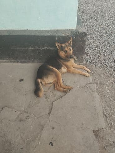 собаки вязка: Овчарка, 2 месяца, Самец — 2