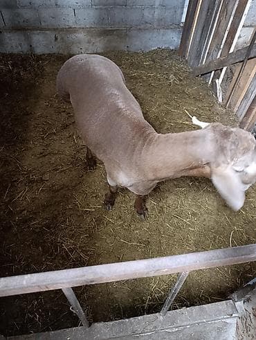 выстрел собак: Продаю | Баран (самец) | Арашан | Для разведения | Племенные — 7