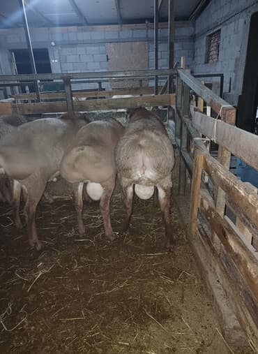 Продаю | Баран (самец) | Для разведения | Племенные