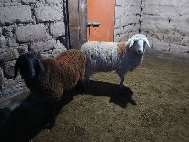 купить щенка ротвейлера в бишкеке: Продаю | Овца (самка), Ягненок, Баран (самец) | Гиссарская, Полукровка, Арашан | На забой | Котные, Кастрированные, Матка — 1