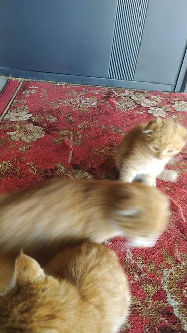 русский спаниель щенок: Скотиш Фолд (Шотландская вислоухая), 9 месяцев, Мальчик, Рыжий — 3