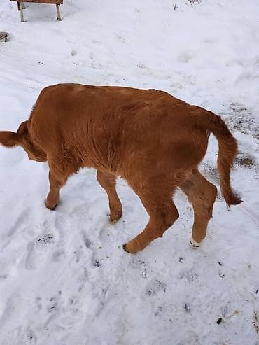 монгол ат: Продаю | Тёлка, Музоо, торпок | Для разведения, Для молока | Искусственник — 6