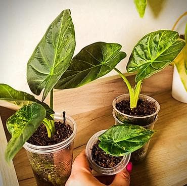 цветы алоказия: Алоказия Регал Шилдс Аурея (Regal Shilds Aura) подростки 2500 сом — 2