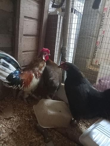 для кур: Продаю | Куры | Для разведения — 1