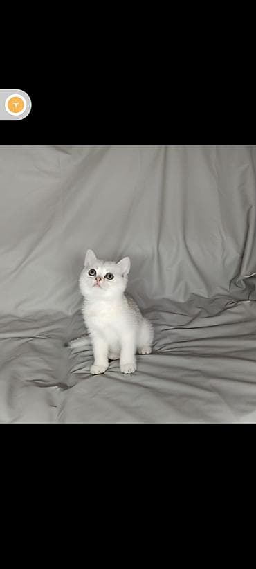 котята британской шиншиллы: Золото 25000 девочка одна осталась Породистые котята – Скоттиш страйт — 3