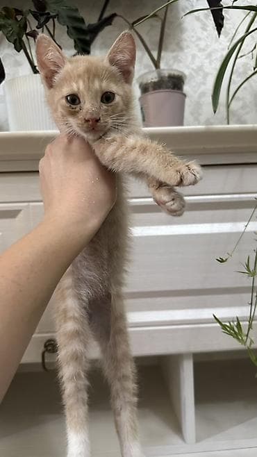 Үй жаныбарлары: Котята, разный окрас: черные, серо-полосатые табби, кремовые, рыжие — 5