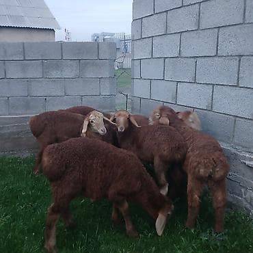 товары для собак: Продаю | Ягненок | Для разведения | Племенные — 8