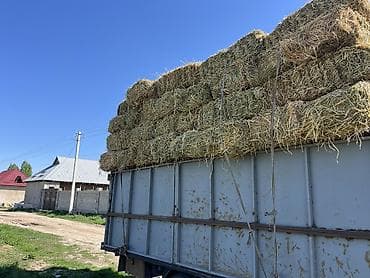 Беде доставка 3чабык таптаза тукторуу плотный озубуз апарып жыйнап