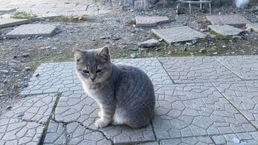 helix original цена в оше: Беспородная, 3 месяца, Мальчик, Серый, Приучена к лотку — 5