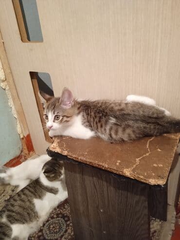 объявления о пропаже животных: Кошка даром: Беспородная, 2 месяца, Мальчик, Приучена к лотку — 3