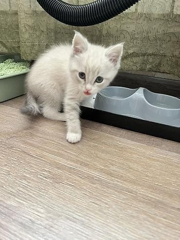 3 месяца, Девочка, Приучена к лотку