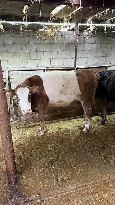 кассавый ящик: Продаю | Тёлка | На откорм | Племенные — 2