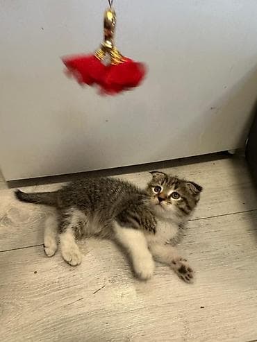 Шотландские вислоухие котята (Scottish Fold) - Порода: шотландская