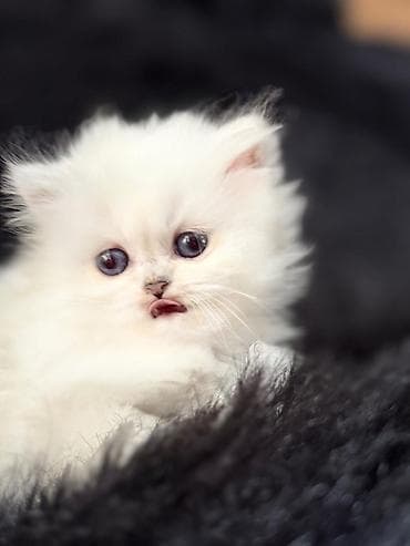 Скотиш Страйт (Шотландская прямоухая), 1 месяц, Девочка